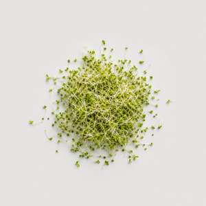 Alfalfa